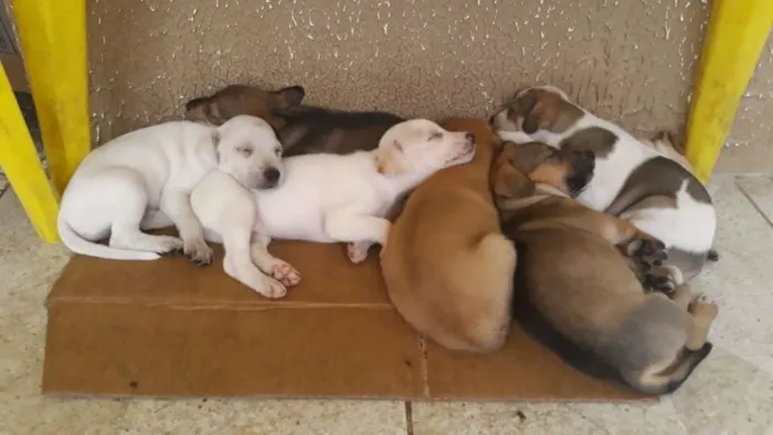 Cachorro raça  idade Abaixo de 2 meses nome Sem nome