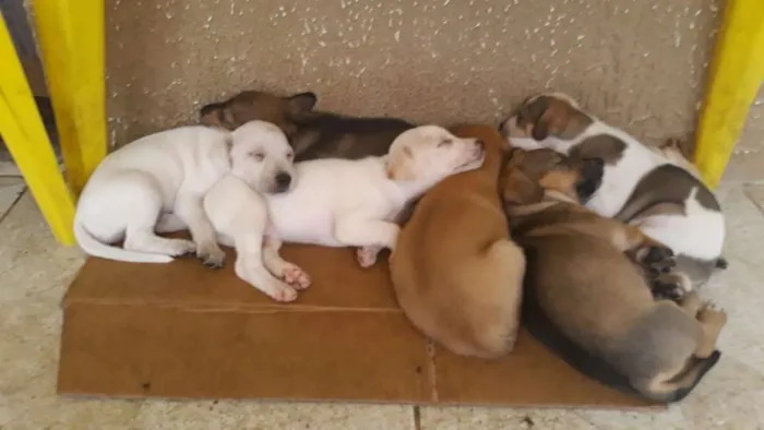 Cachorro raça  idade Abaixo de 2 meses nome Sem nome