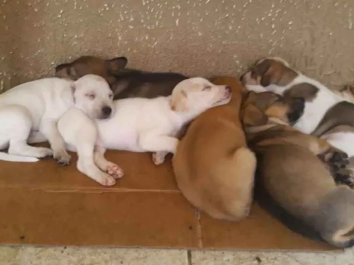 Cachorro raça  idade Abaixo de 2 meses nome Sem nome