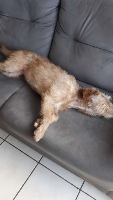 Cachorro ra a Poodle idade 1 ano nome Oma