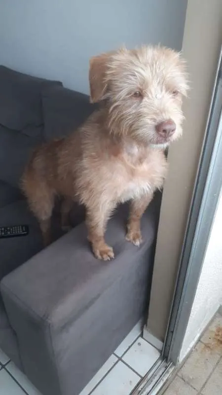 Cachorro ra a Poodle idade 1 ano nome Oma