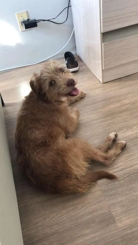 Cachorro ra a Poodle idade 1 ano nome Oma