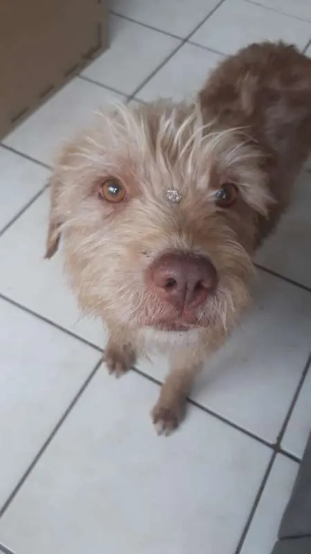 Cachorro ra a Poodle idade 1 ano nome Oma