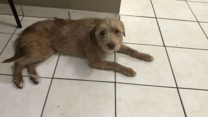 Cachorro ra a Poodle idade 1 ano nome Oma