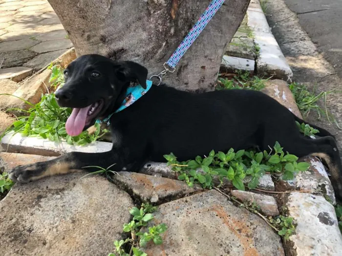Cachorro ra a Srd idade 2 a 6 meses nome Pluto