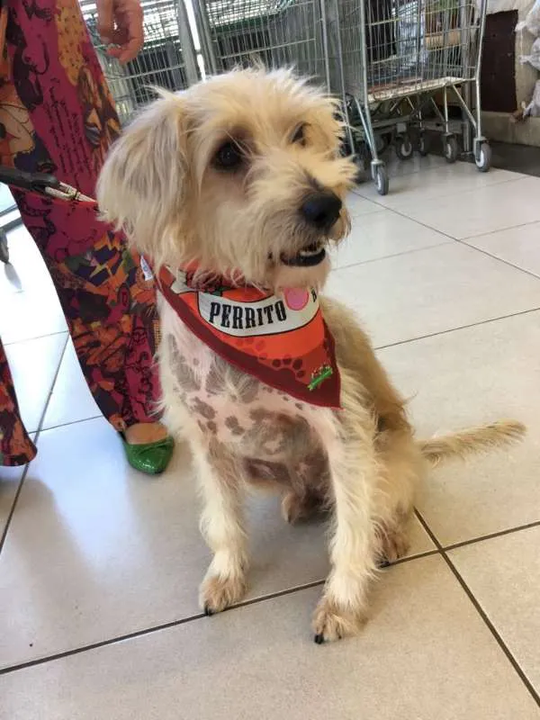 Cachorro ra a Poodle idade 6 ou mais anos nome Tobby