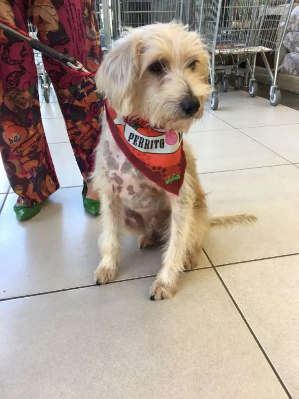 Cachorro ra a Poodle idade 6 ou mais anos nome Tobby