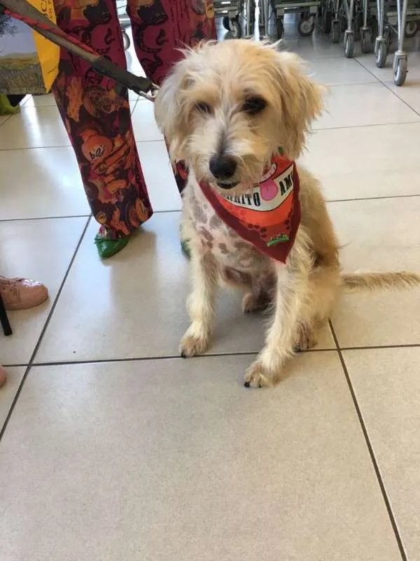 Cachorro ra a Poodle idade 6 ou mais anos nome Tobby