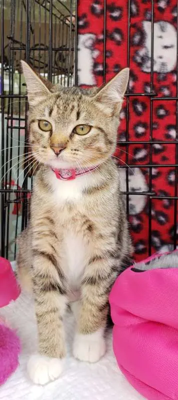 Gato ra a  idade 2 a 6 meses nome Tangerina
