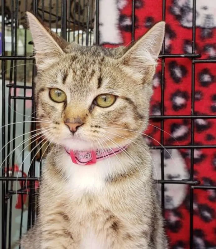 Gato ra a  idade 2 a 6 meses nome Tangerina