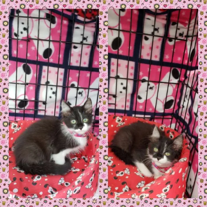 Gato ra a  idade Abaixo de 2 meses nome Tulipa