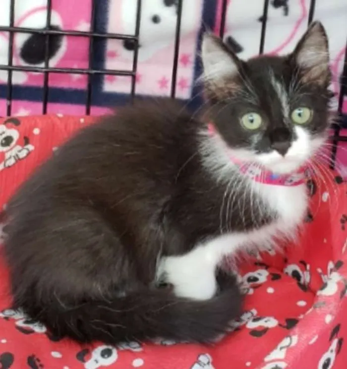 Gato ra a  idade Abaixo de 2 meses nome Tulipa