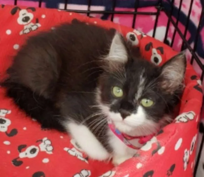 Gato ra a  idade Abaixo de 2 meses nome Tulipa