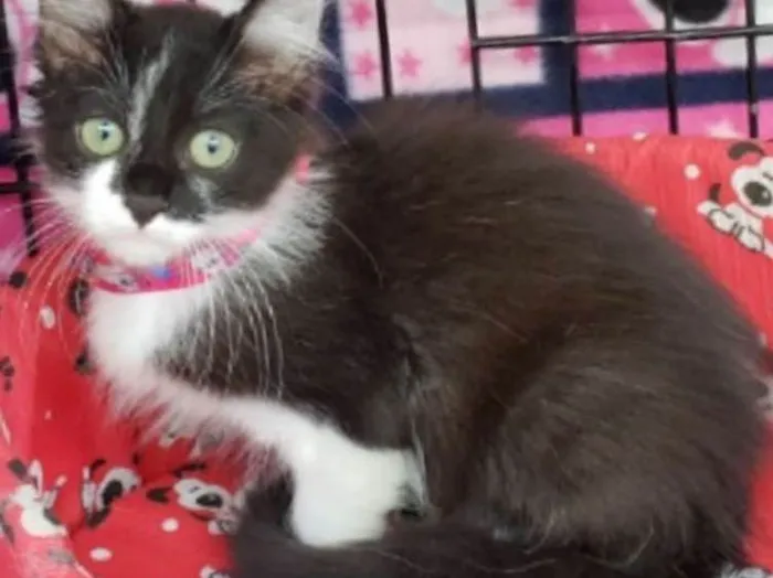 Gato ra a  idade Abaixo de 2 meses nome Tulipa