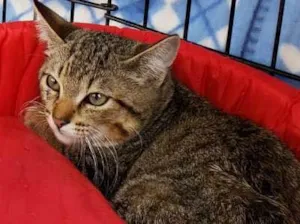 Gato raça  idade 2 a 6 meses nome Kiwi