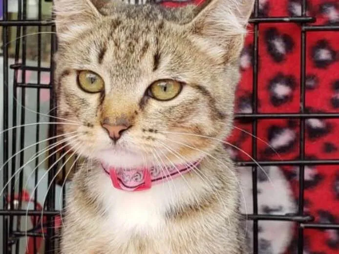 Gato ra a  idade 2 a 6 meses nome Tangerina