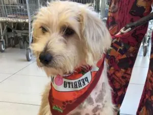 Cachorro raça Poodle idade 6 ou mais anos nome Tobby