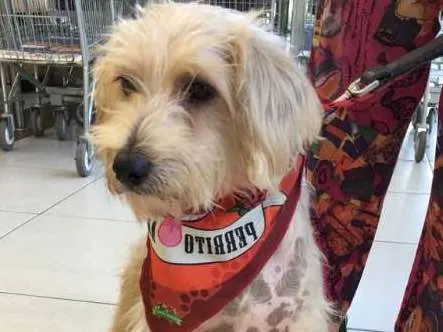 Cachorro ra a Poodle idade 6 ou mais anos nome Tobby
