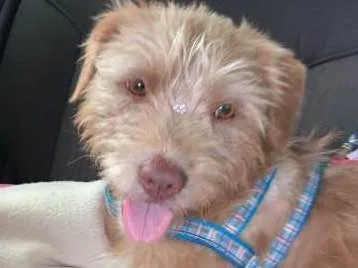 Cachorro ra a Poodle idade 1 ano nome Oma