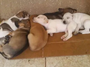 Cachorro raça  idade Abaixo de 2 meses nome Sem nome