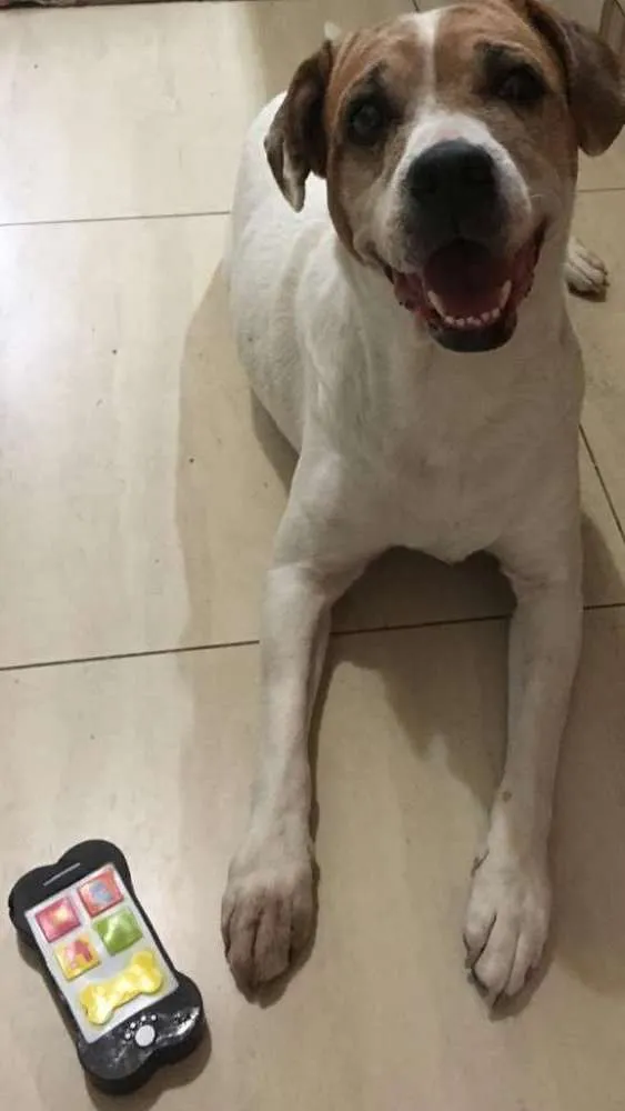 Cachorro ra a Srd idade 4 anos nome Lia
