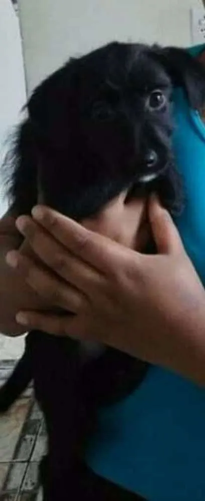 Cachorro ra a Vira-lata idade 2 a 6 meses nome Violeta 
