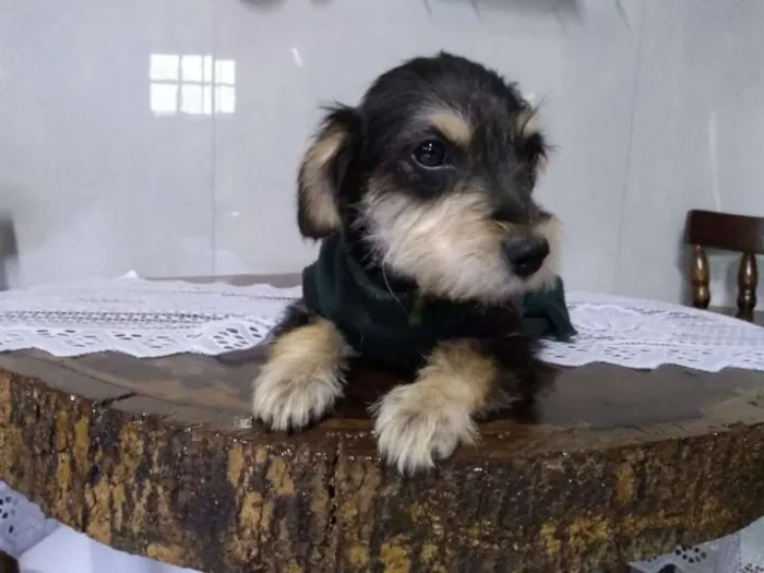 Cachorro ra a SRD idade Abaixo de 2 meses nome LANA