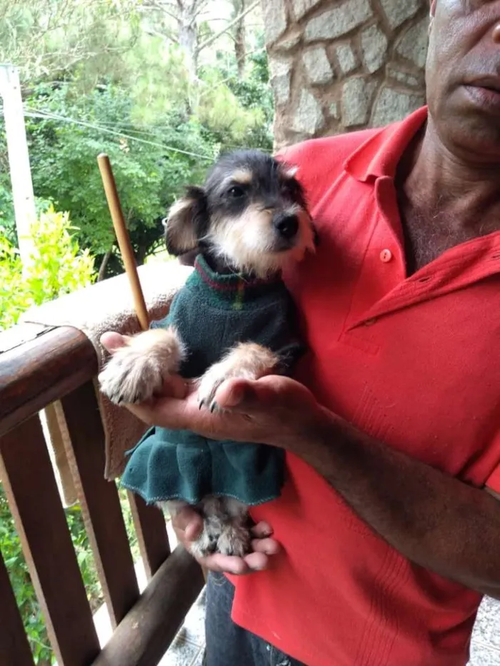 Cachorro ra a SRD idade Abaixo de 2 meses nome LANA