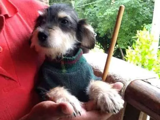 Cachorro ra a SRD idade Abaixo de 2 meses nome LANA