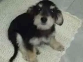 Cachorro ra a SRD idade Abaixo de 2 meses nome LANA