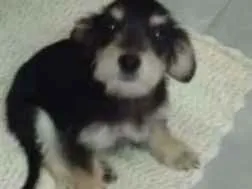 Cachorro ra a SRD idade Abaixo de 2 meses nome LANA