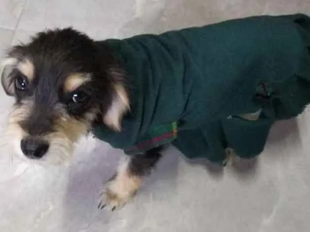 Cachorro ra a SRD idade Abaixo de 2 meses nome LANA