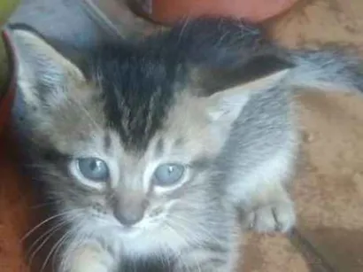 Gato raça  idade 2 a 6 meses nome Gato 