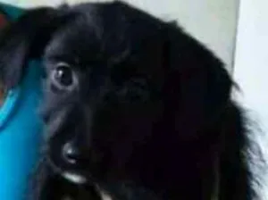 Cachorro raça Vira-lata idade 2 a 6 meses nome Violeta 