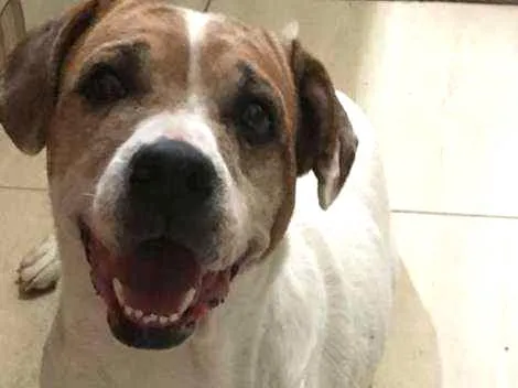 Cachorro ra a Srd idade 4 anos nome Lia