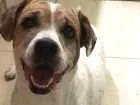 Cachorro raça Srd idade 4 anos nome Lia