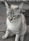Floquinho 
