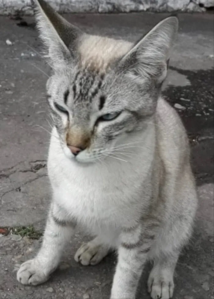 Gato ra a Siamês e rajado  idade 7 a 11 meses nome Floquinho 