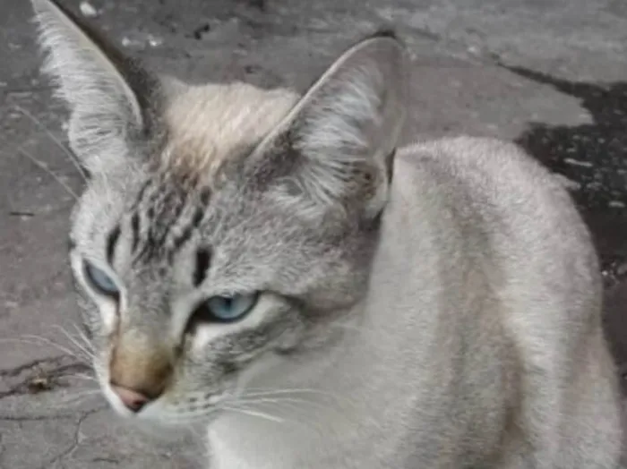 Gato ra a Siamês e rajado  idade 7 a 11 meses nome Floquinho 