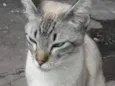 Floquinho 