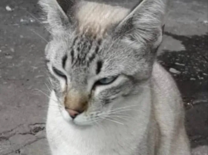 Gato ra a Siamês e rajado  idade 7 a 11 meses nome Floquinho 