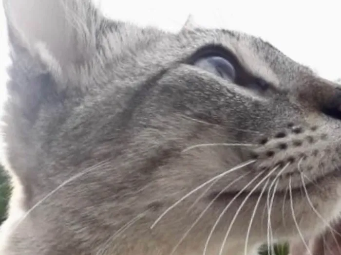 Gato ra a Siamês e rajado  idade 7 a 11 meses nome Floquinho 