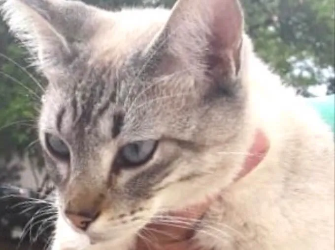Gato ra a Siamês e rajado  idade 7 a 11 meses nome Floquinho 