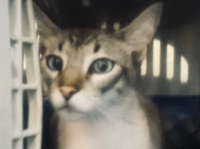 Gato ra a Siamês e rajado  idade 7 a 11 meses nome Floquinho 