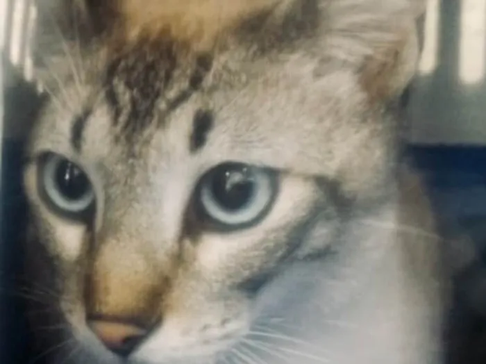 Gato ra a Siamês e rajado  idade 7 a 11 meses nome Floquinho 