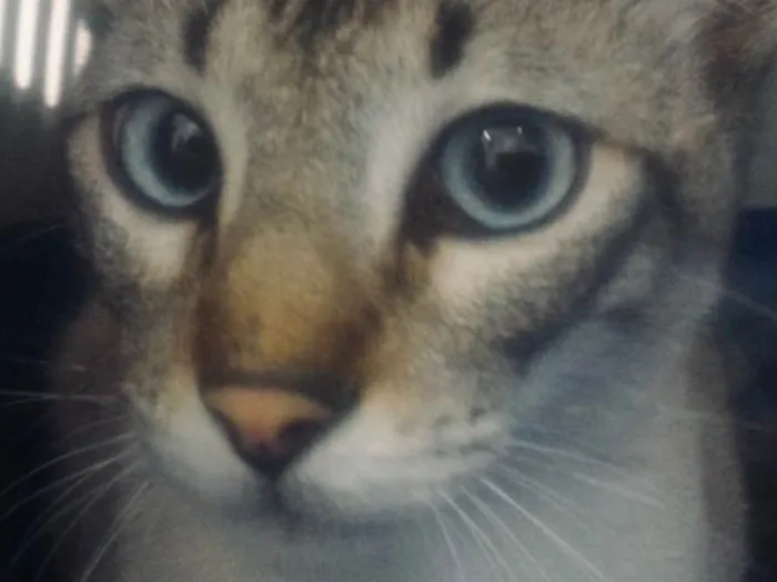 Gato ra a Siamês e rajado  idade 7 a 11 meses nome Floquinho 