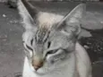 Floquinho 