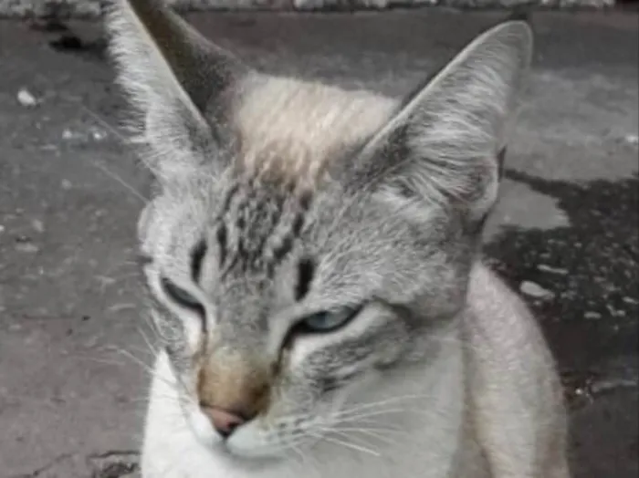 Gato ra a Siamês e rajado  idade 7 a 11 meses nome Floquinho 