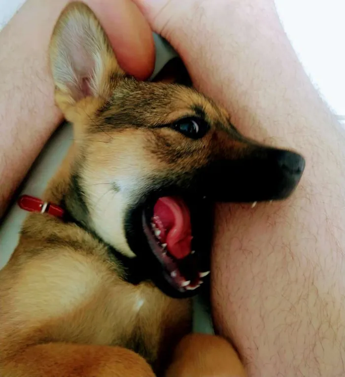 Cachorro ra a Vira lata idade 2 a 6 meses nome Fofa