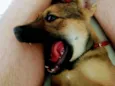 Fofa